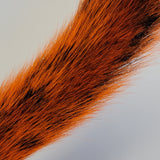 Squirrel Tail