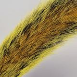 Squirrel Tail