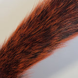 Squirrel Tail