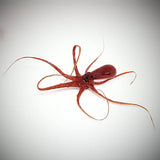 UV-Cure Fly Tying Resin 3 Pack