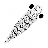 Pro Shrimp Shell Gen2