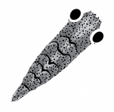 Pro Shrimp Shell Gen2