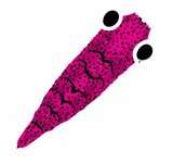 Pro Shrimp Shell Gen2